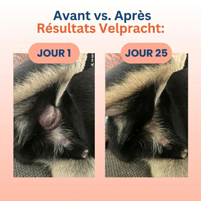 Champivital™ Champignon Médicinal + Probiotiques | Complément pour Chiens contre les Lipomes